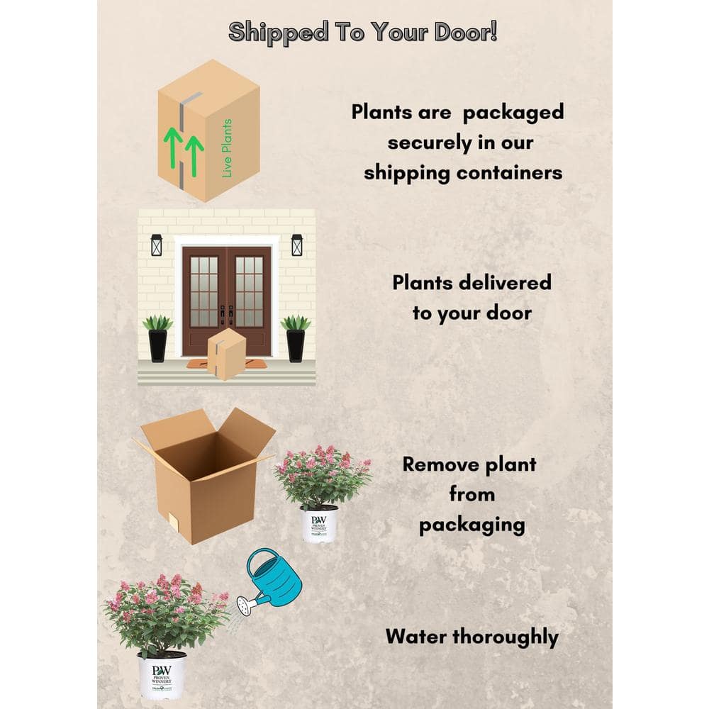 2 Gal. Little Quick Fire Hydrangea Shrub with White Flowers - Hercitys