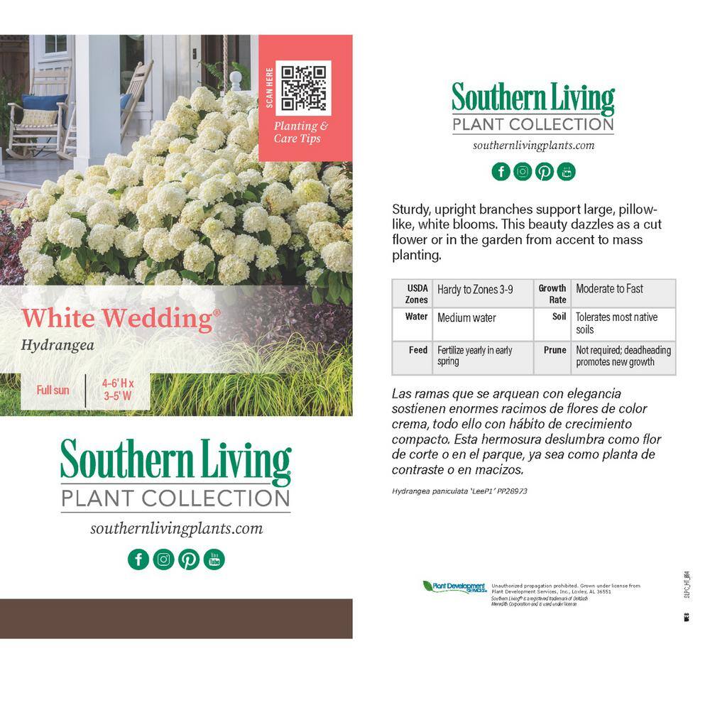 2 Gal. White Wedding Hydrangea Shrub with White Conical Blooms - Hercitys
