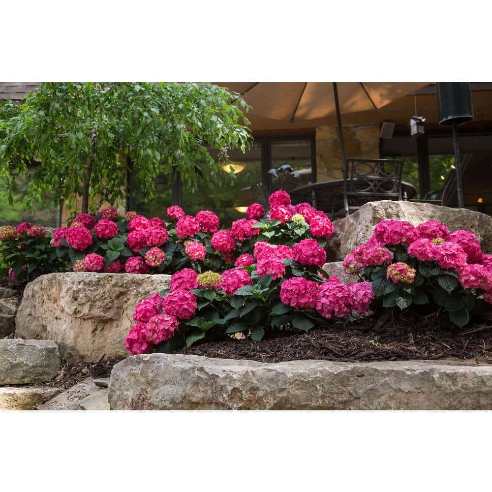 1.0 Gal. Summer Crush Hydrangea Perennial Plant with Pink Flowers (1-Pack) - Hercitys