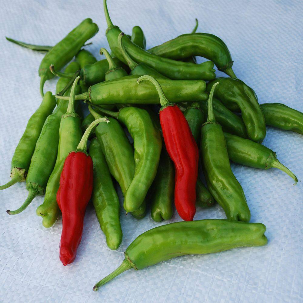 2.5 in. Chile Pepper Plant Collection (4-Pack) - Hercitys