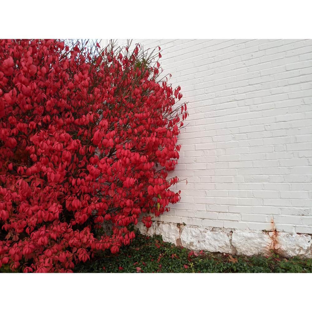 1 Gal. Dwarf Burning Bush Shrub (2-Pack) - Hercitys