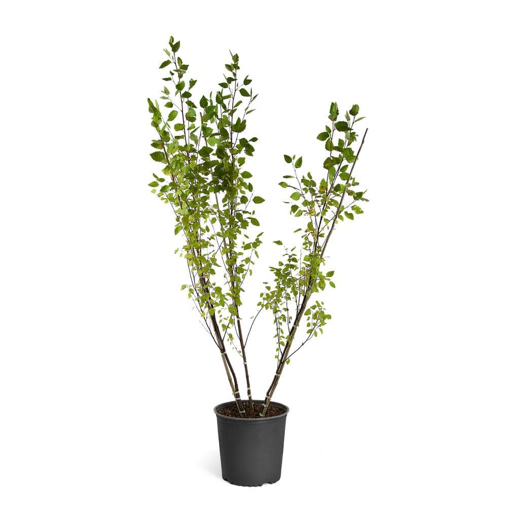 3 Gal. 5 ft. to 6 ft. Tall Heritage River Birch Shade Tree - Hercitys