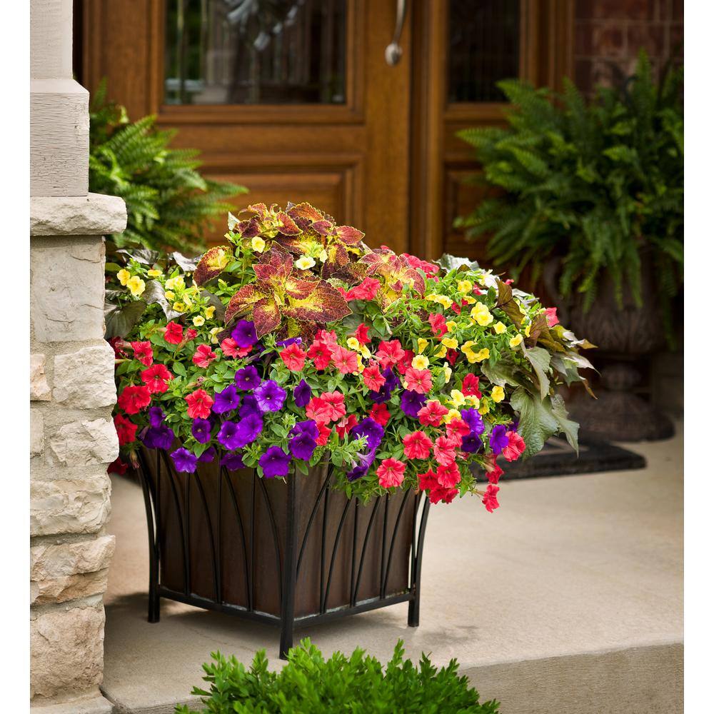 4.25 in. Eco+Grande Superbells Yellow (Calibrachoa) Live Plant, Yellow Flowers (4-Pack) - Hercitys