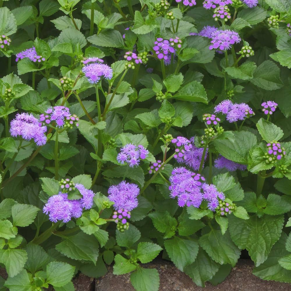 3.25 in. Ageratum Monarch Magic Floss Flower Perennial Plant with Purple Flowers (3-Pack) - Hercitys
