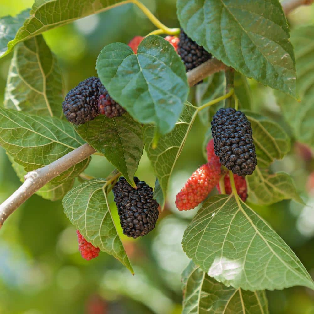 4 in. Dwarf Mulberry Mojo Plant (3-Pack) - Hercitys