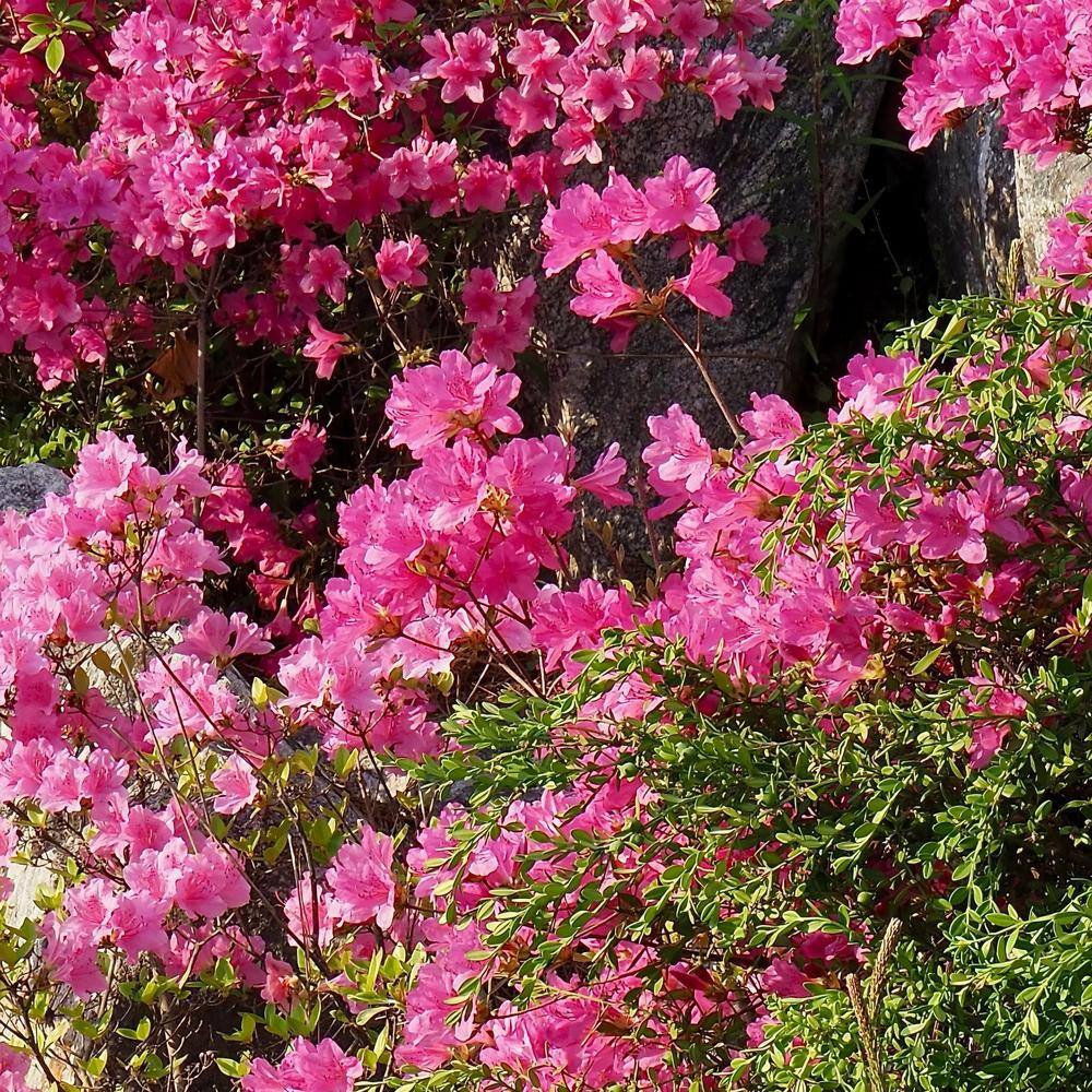 2.25 Gal. Pride of Mobile Azalea – (1-Piece) - Hercitys