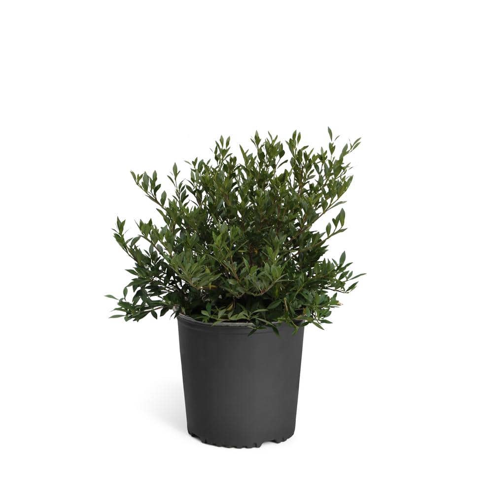 3 Gal. Radicans Gardenia Flowering Shrub with White Blooms - Hercitys