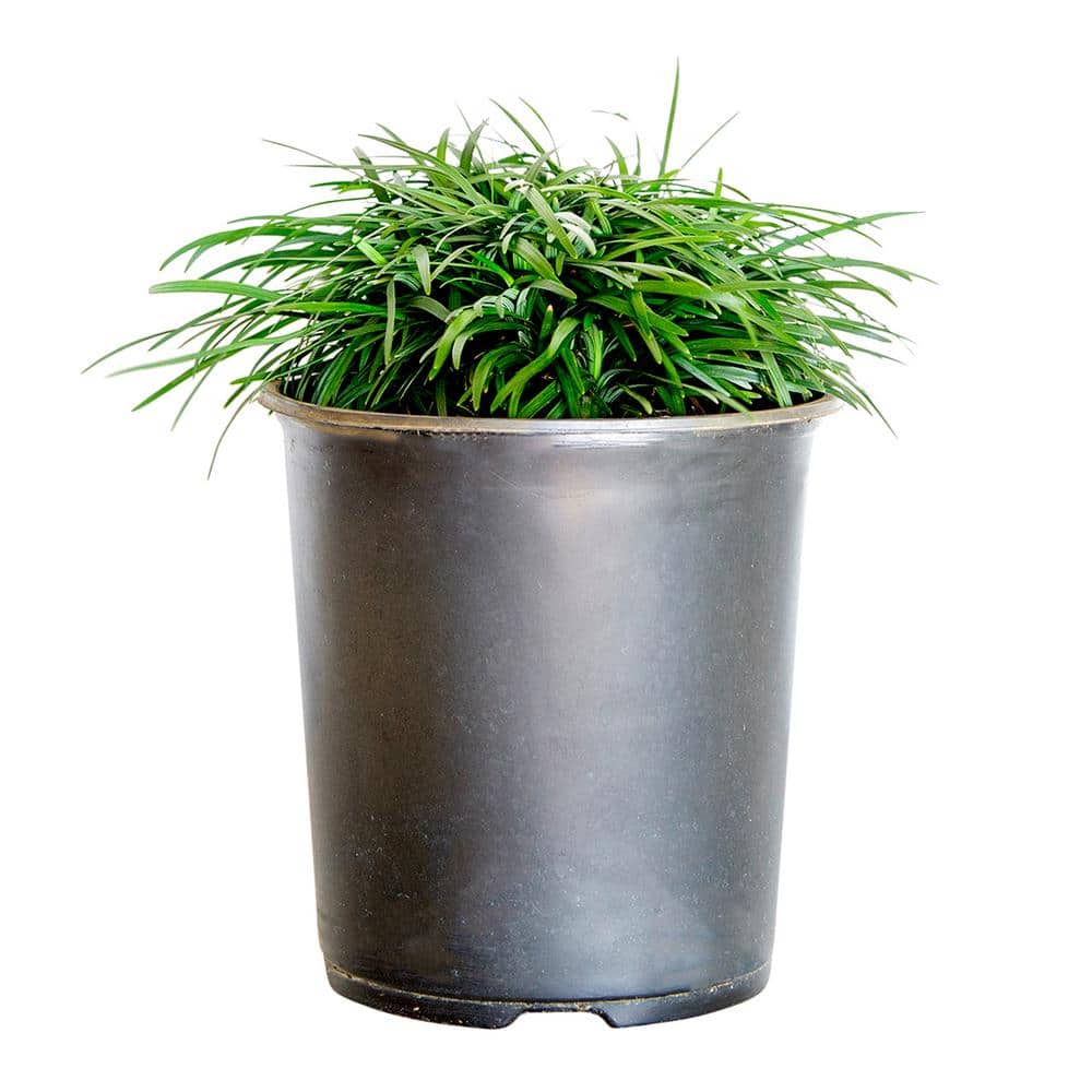 2.5 Qt. Dwarf Mondo Grass Groundcover – Groundcover Plant - Hercitys