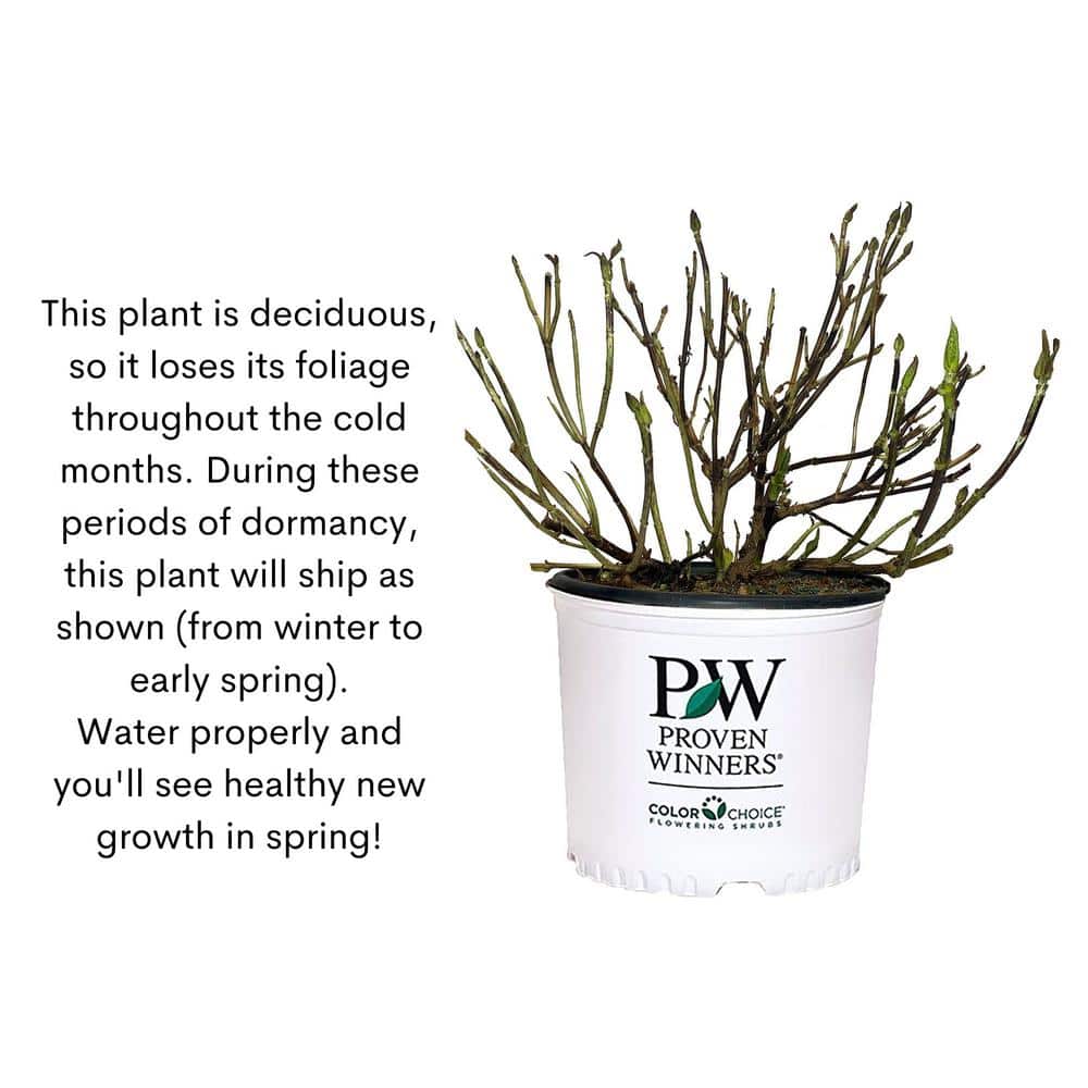 2 Gal. Double Play Doozie (Spirea) Live Shrub with Pink Flowers - Hercitys