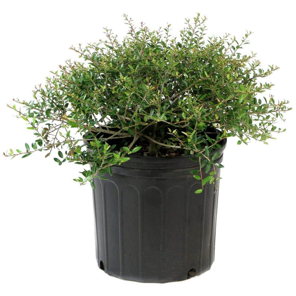 2.5 qt. Holly Dwarf Yaupon Shrub - Hercitys