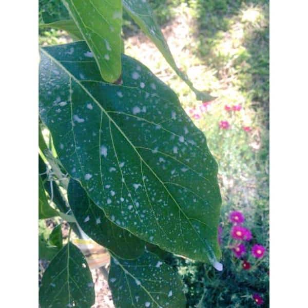 3.5 oz. Tree Guard Paint Protection Against Damaging Sunburn Insects and Rodents - Hercitys