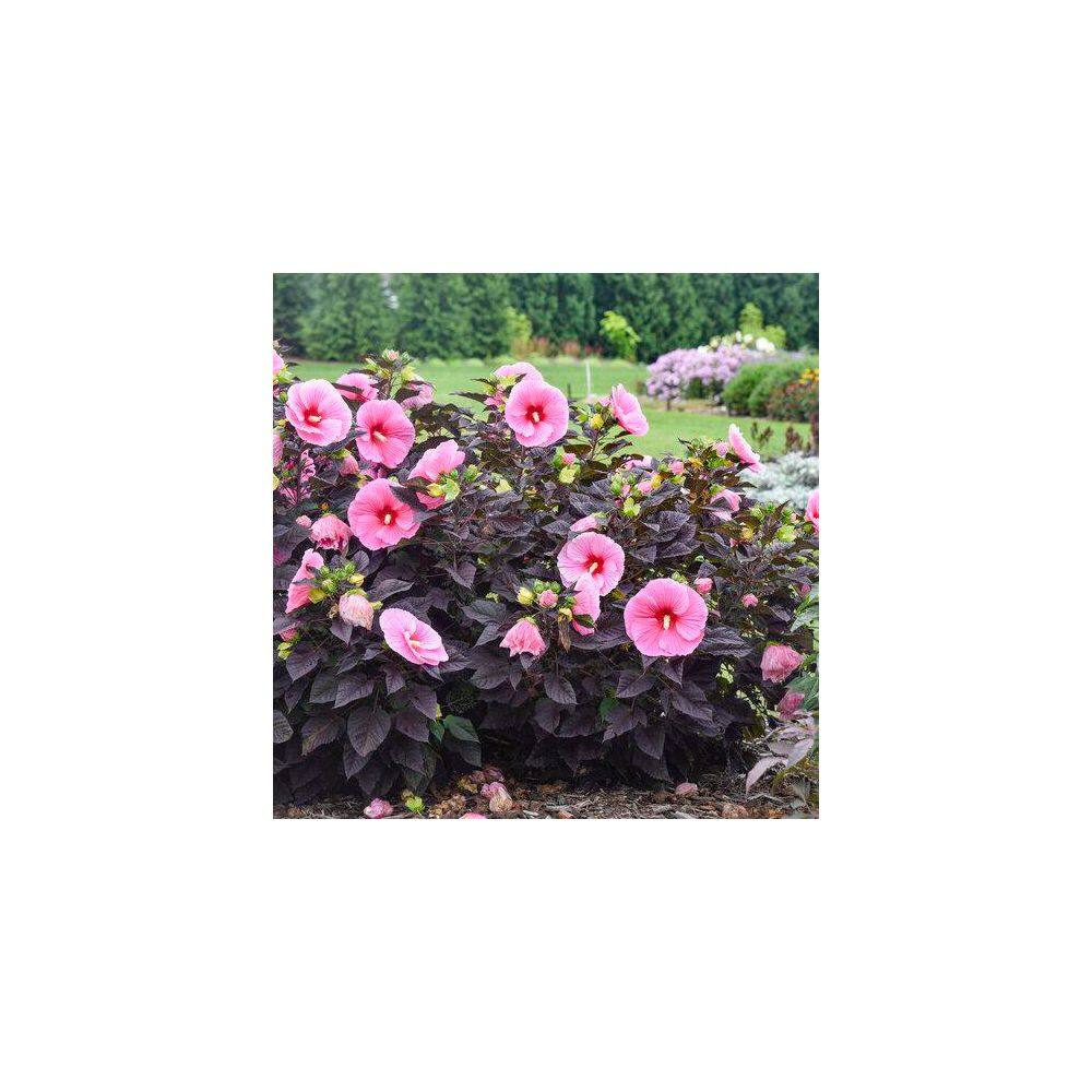 2 Gal. Proven Winners Hibiscus Summerific Edge of Night Perennial Plant (1-Pack) - Hercitys