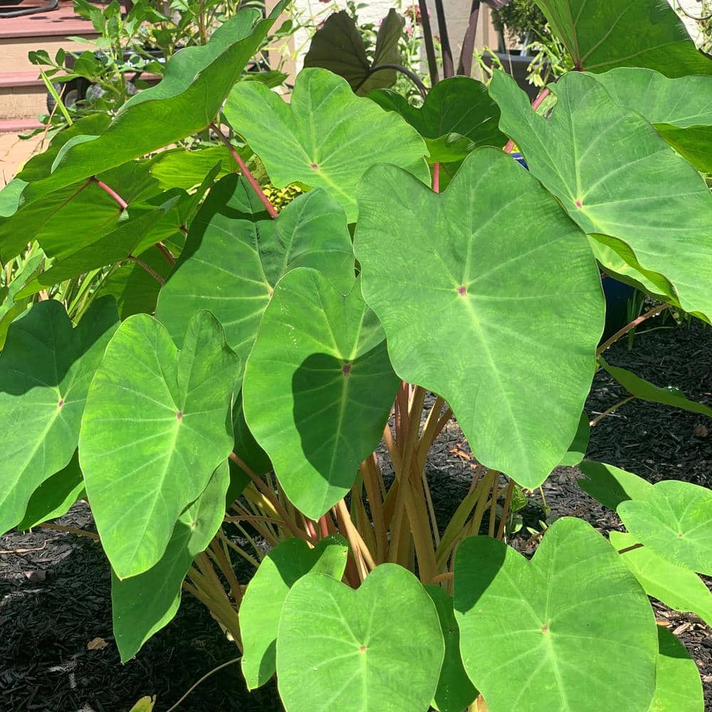3.5 in. Colocasia Polar Green Plant in Grower Container (2-Piece) - Hercitys