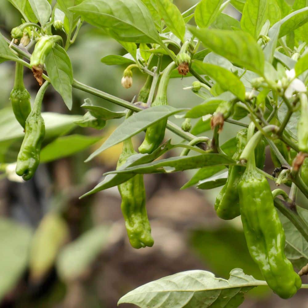 2.5 in. Chile Pepper Shishito Plant (3-Pack) - Hercitys