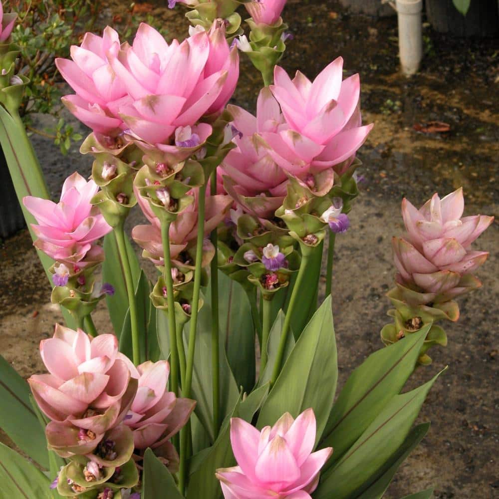2.5 Qt. Curcuma Pink Bloom Plant - Hercitys