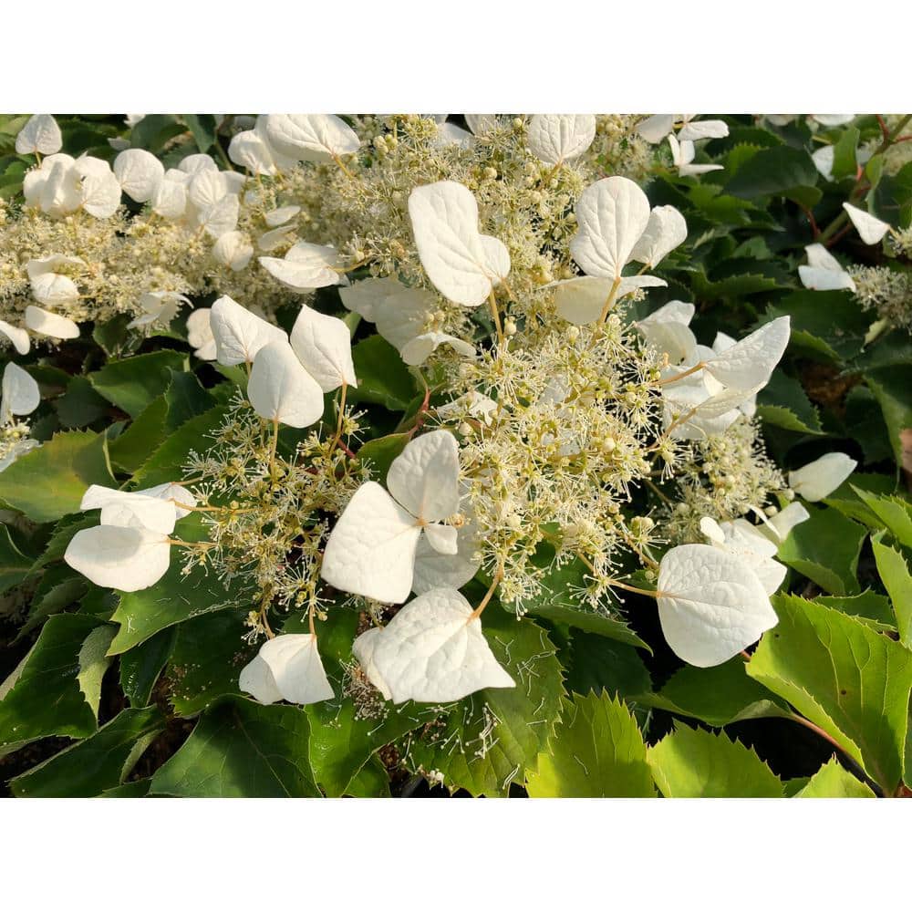 1 Gal. Flirty Girl False Hydrangea-Vine (Schizophragma) Live Plant, Shrub, White Flowers - Hercitys