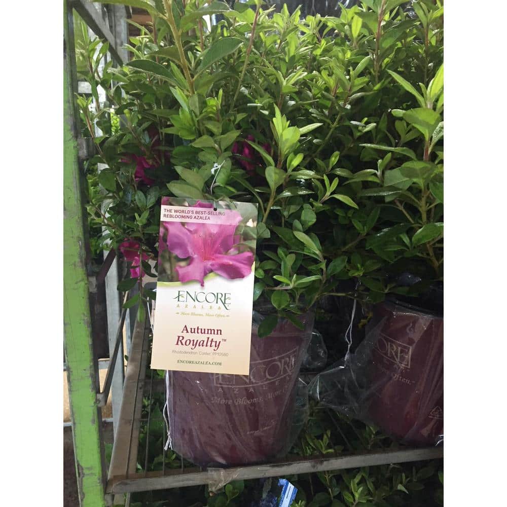 2 Gal. Autumn Royalty Reblooming Azalea Shrub with Purple Flowers - Hercitys