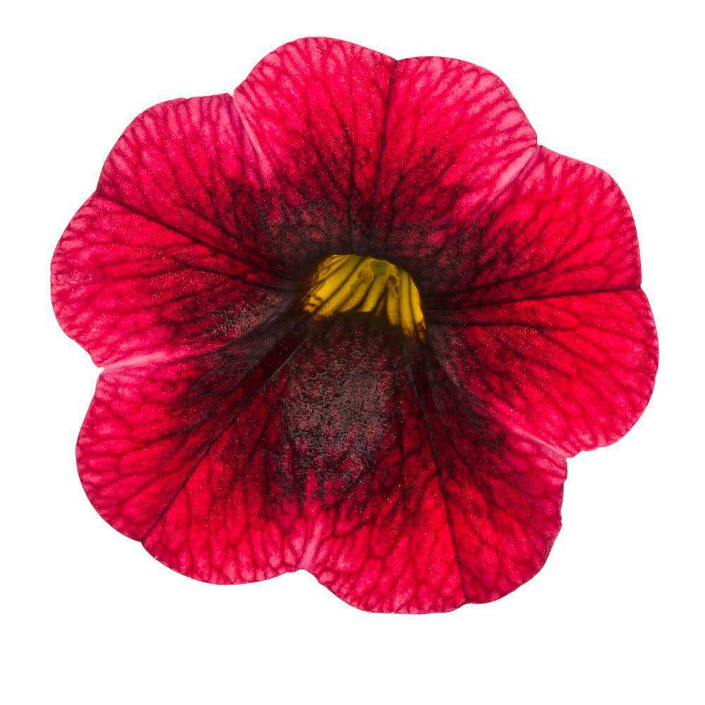 4.25 in. Eco+ Grande Superbells Pomegranate Punch Calibrachoa (hybrid) Live Annual Plant with Red Flowers 4-Pack - Hercitys