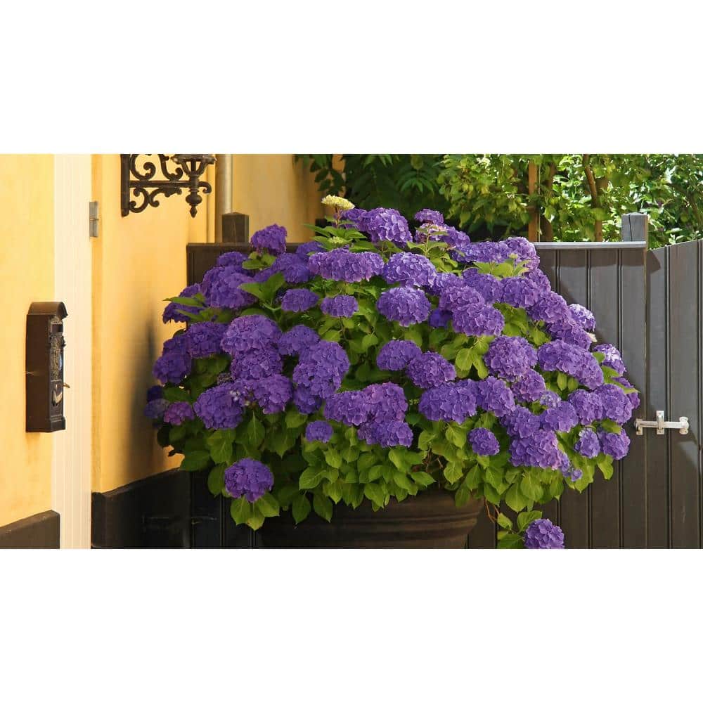 2 Gal. Hydrangea Violet Crown Shrub with Purple Flowers - Hercitys
