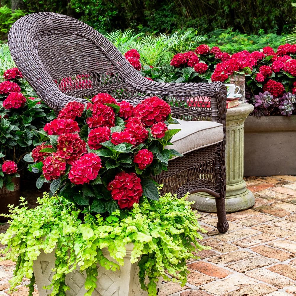 2 Gal. Heart Throb Hydrangea with Cherry Red Flowers - Hercitys