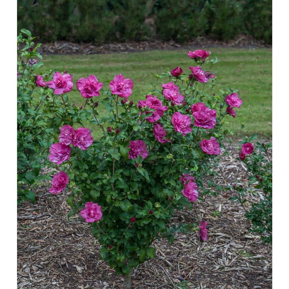 4.5 in. Qt. Magenta Chiffon Rose of Sharon (Hibiscus) Live Plant, Purple Flowers - Hercitys