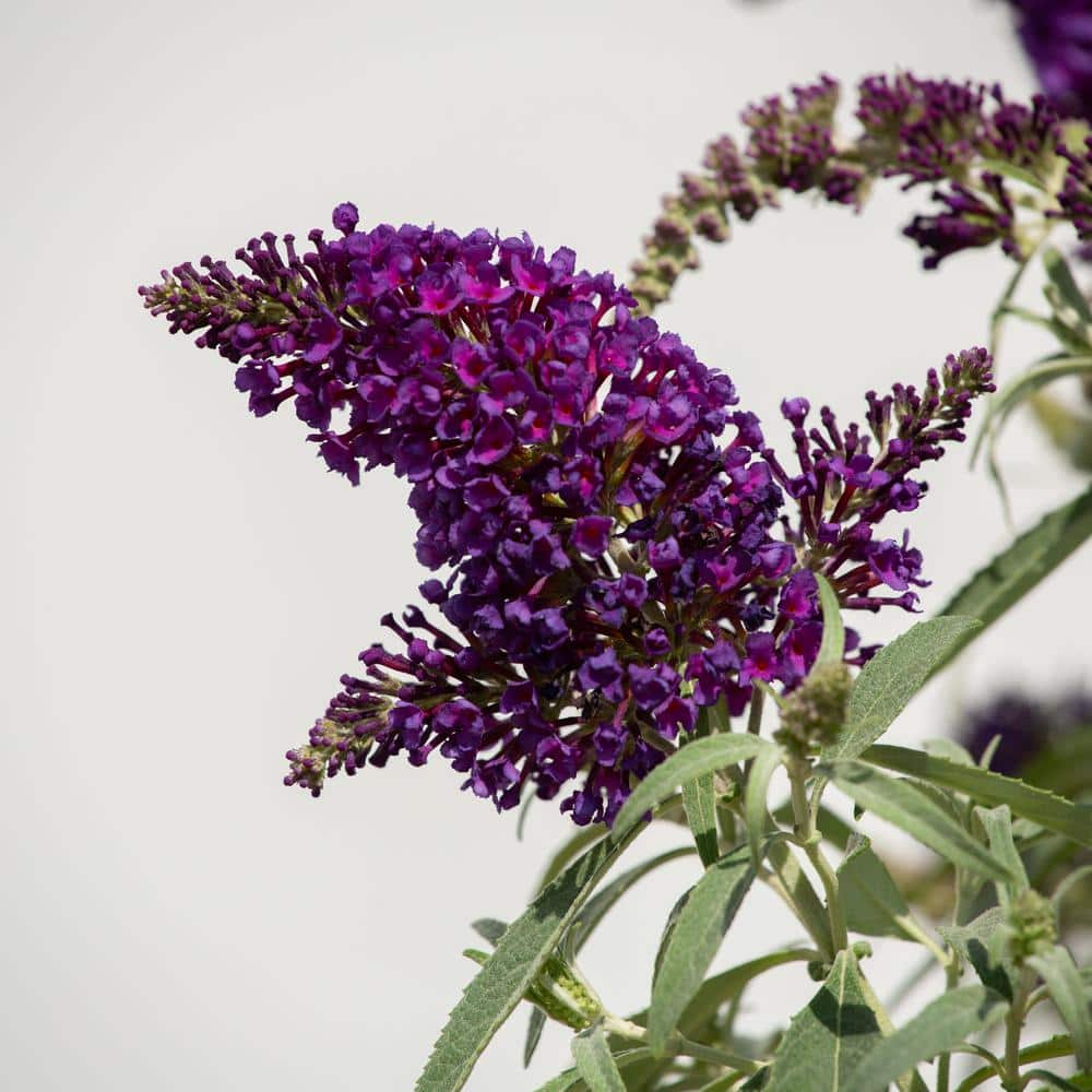 1.5 Gal. Lil’ Grape Butterfly Bush (Buddleia) Live Shrub Plants, Purple Flowers - Hercitys