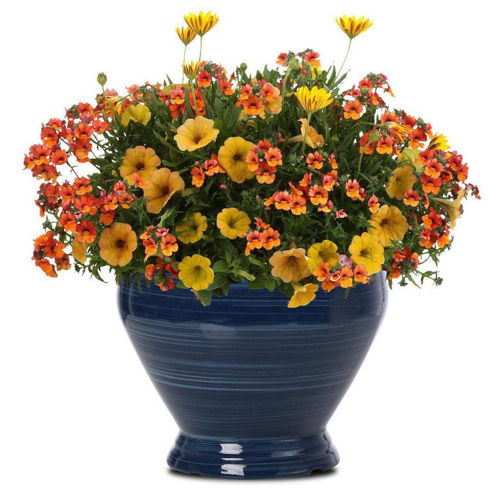 4.25 in. Eco+Grande Bright Lights Yellow African Daisy (Osteospermum) Live Plant, Yellow Flowers (4-Pack) - Hercitys