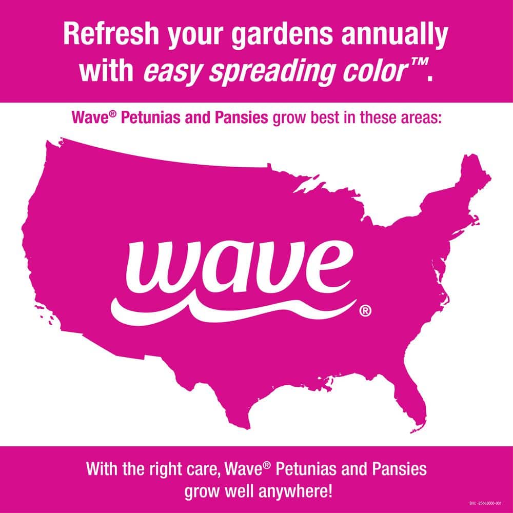 4-Pack White Easy Wave Petunia Annual Plant with White Flowers - Hercitys