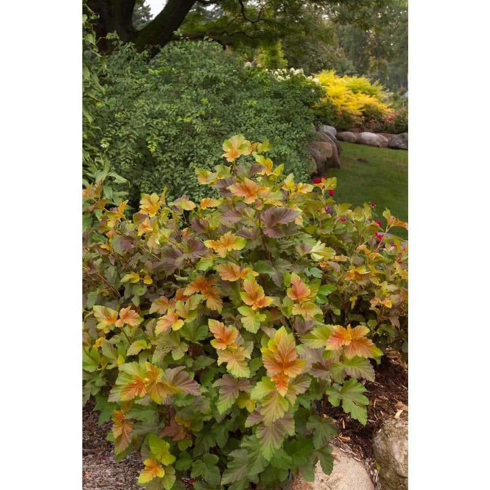 2 Gal. Amber Jubilee Ninebark (Physocarpus) Live Shrub with White Flowers - Hercitys