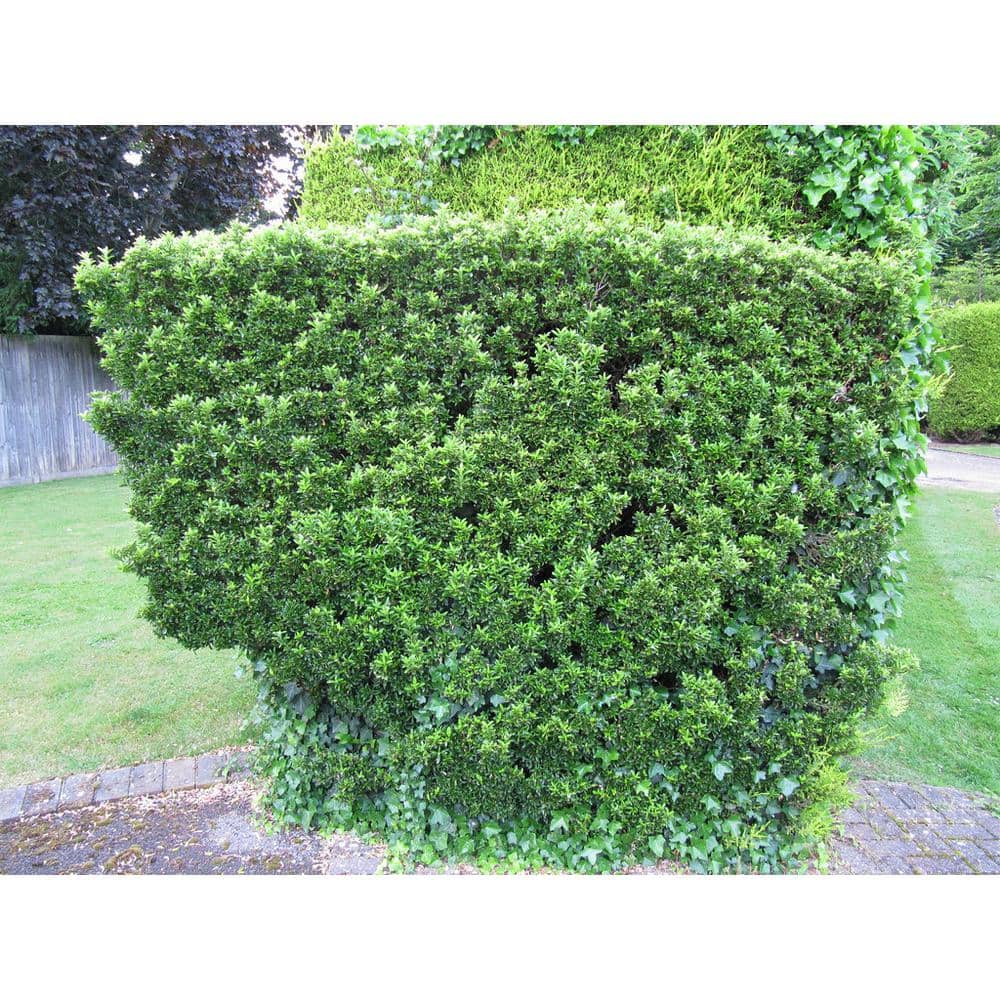 1 Gal. Evergreen Wintercreeper Euonymus Shrub Evergreen, Glossy and Lustrous Leaves, also Drought and Cold Tolerant - Hercitys
