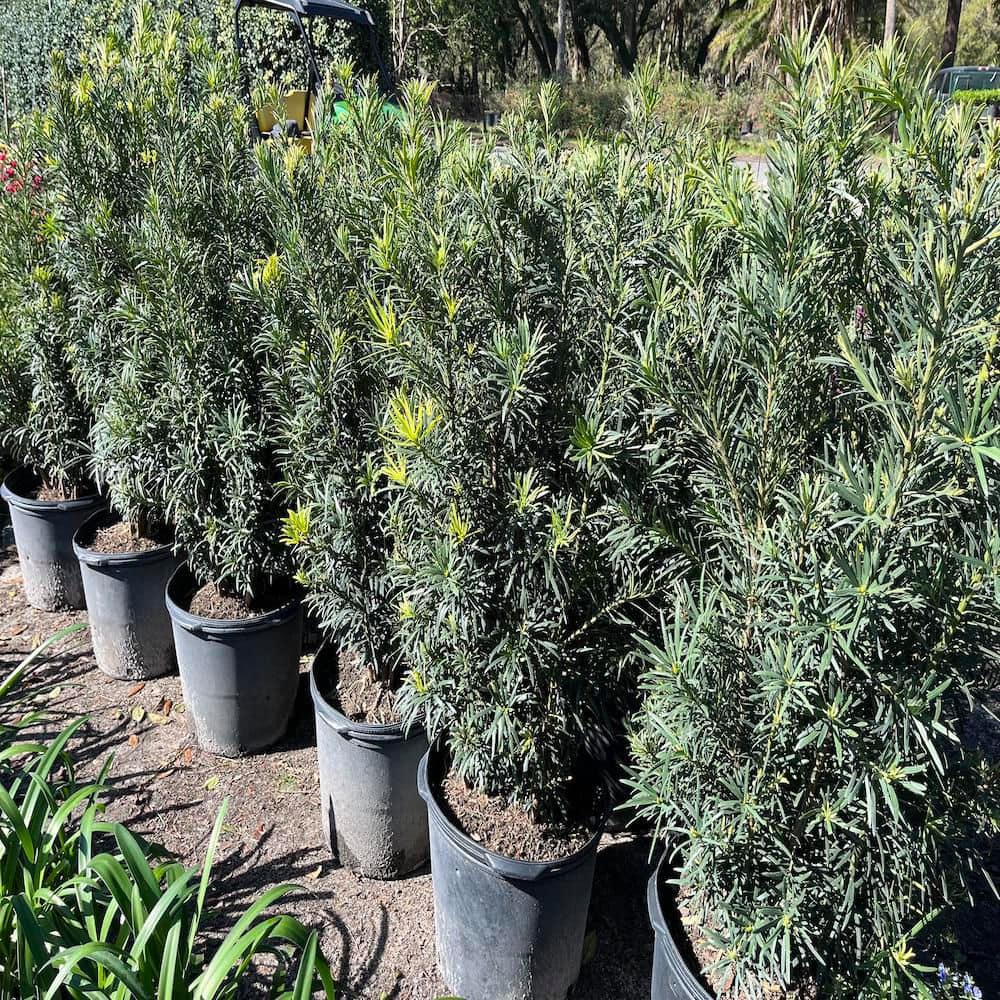 3 Gal. Yew Plum Pine Podocarpus Shrub - Hercitys