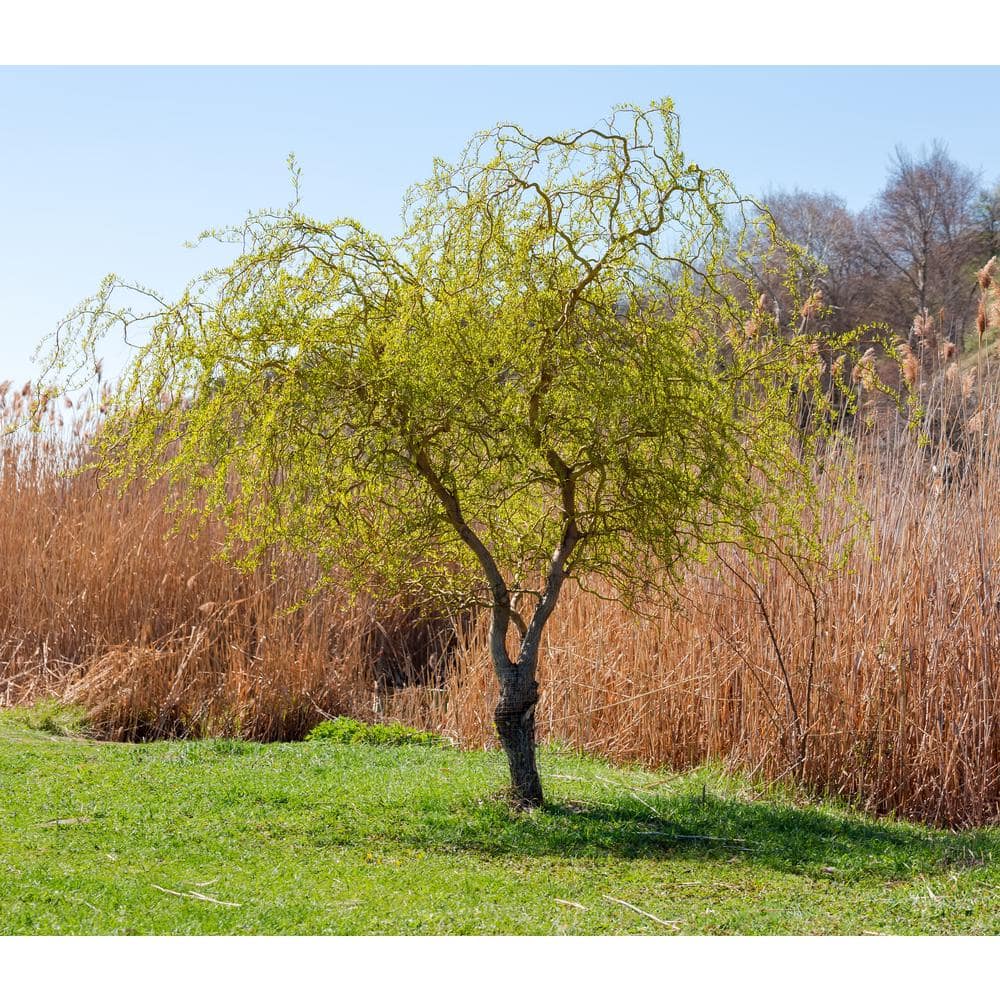 3 ft. – 4 ft. Tall Bare-Root Corkscrew Willow Tree - Hercitys