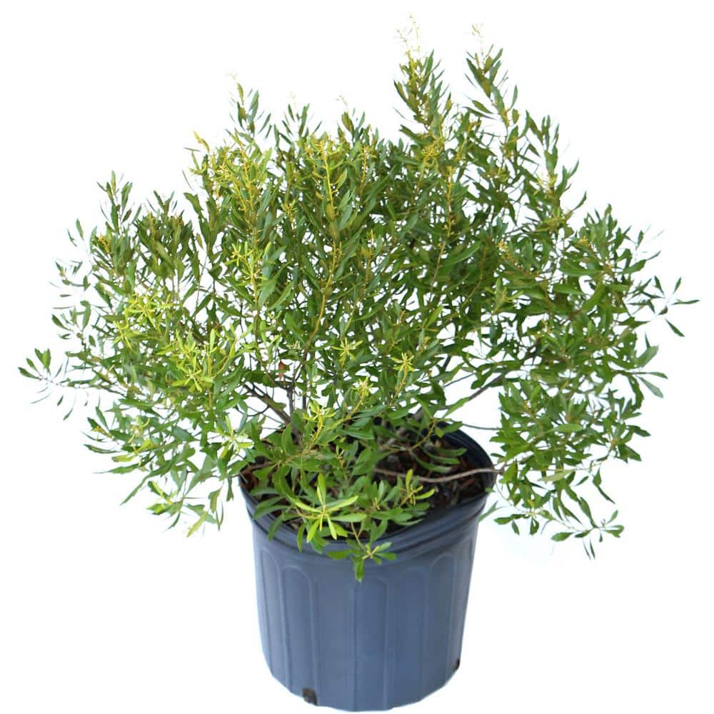 2.25 Gal. Dwarf Wax Myrtle Shrub - Hercitys