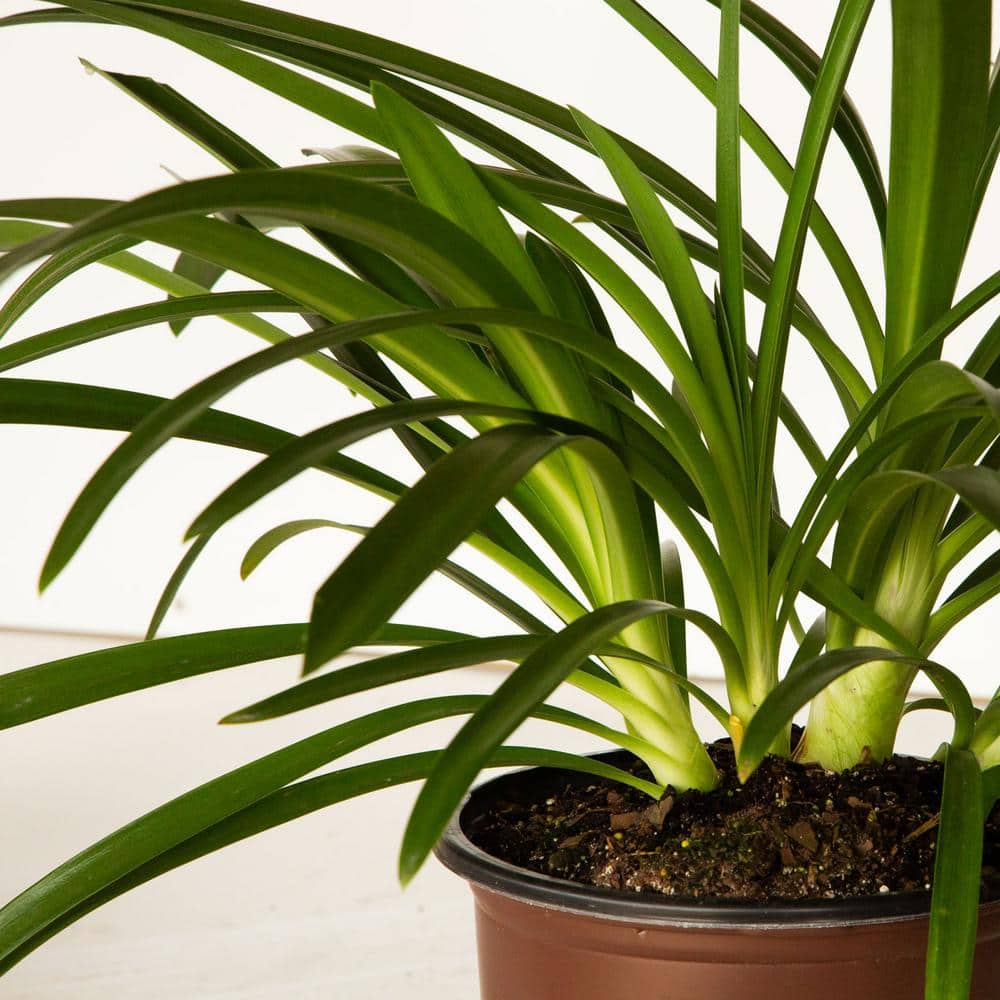 1.5 Gal. Queen Mum Agapanthus (Lily of the Nile) with White and Violet Bloom Clusters Live Perennial Plant - Hercitys