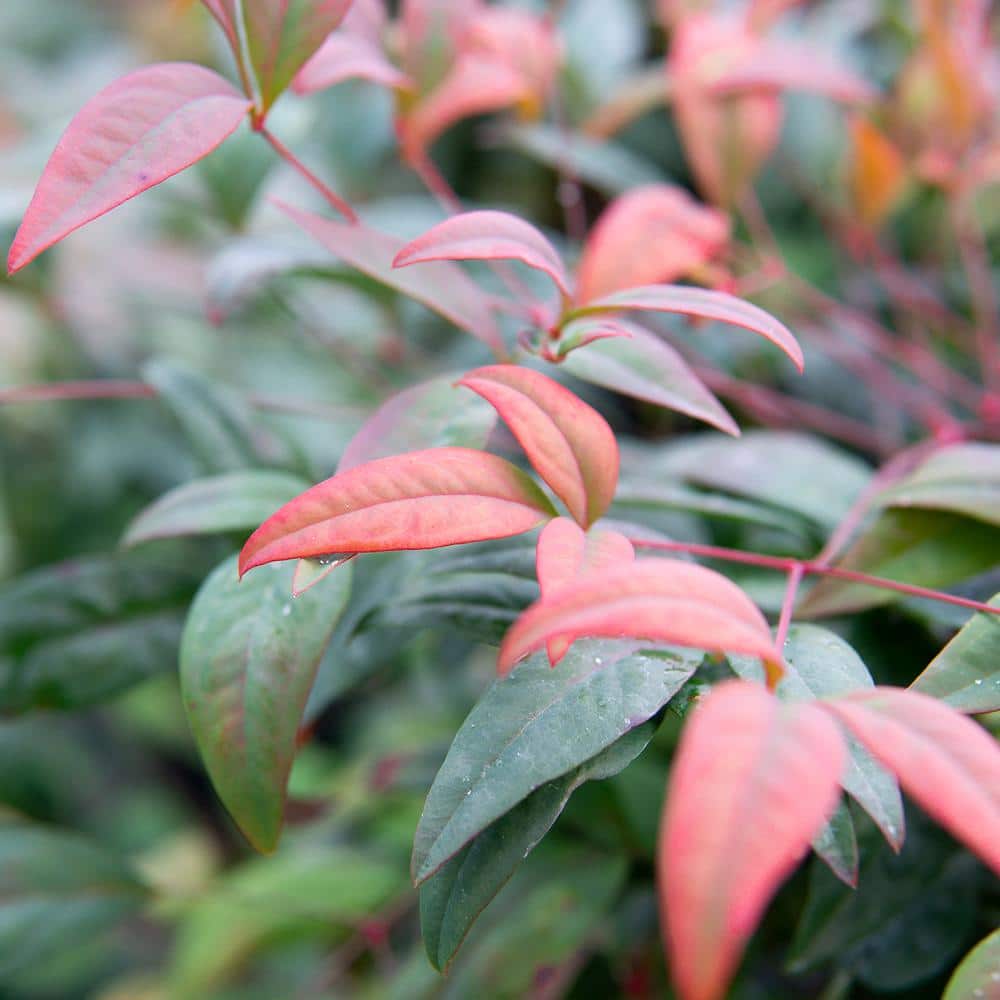 3 Gal. Nandina Firepower – Heavenly Bamboo Shrub (2-Pack) - Hercitys