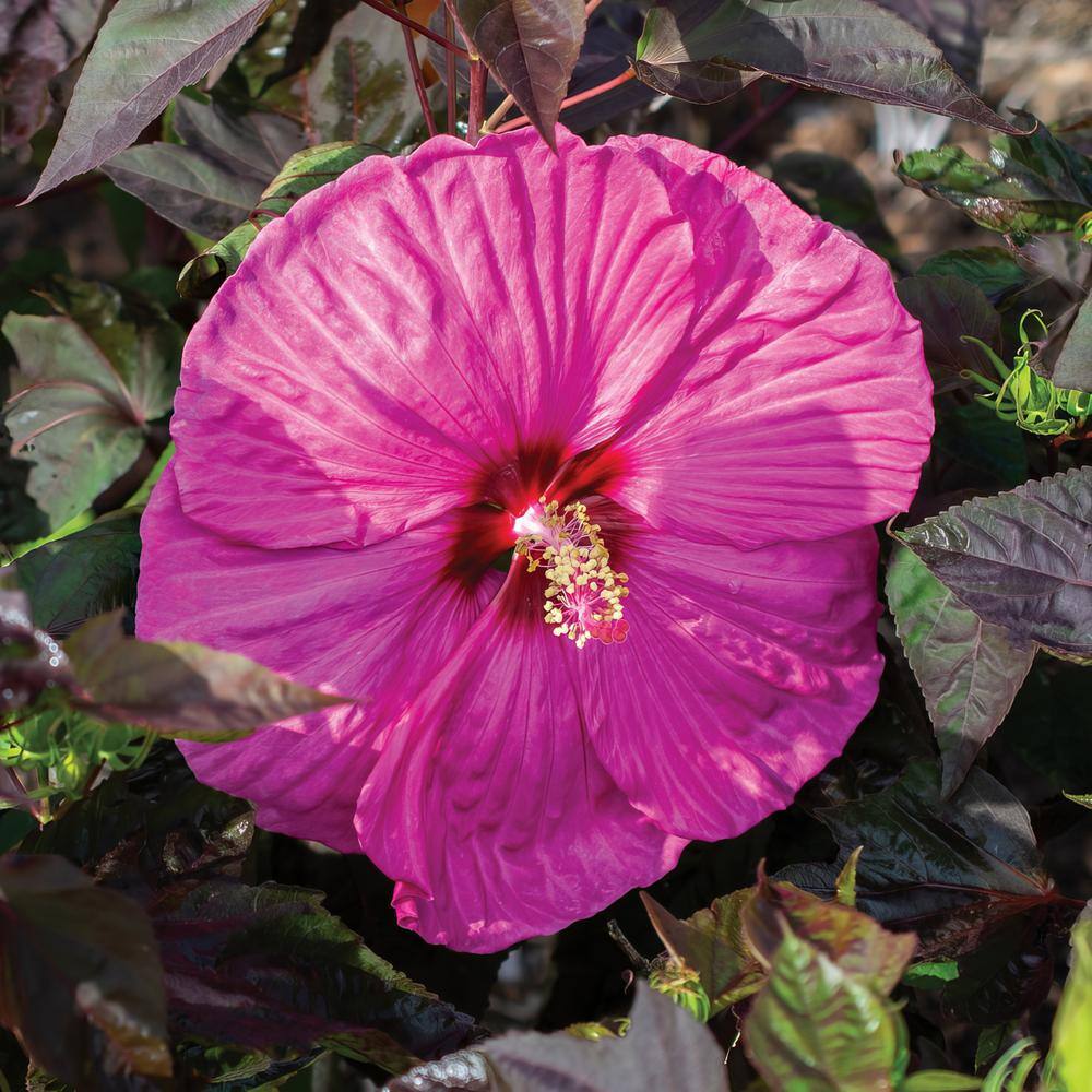 3 Gal. Hibiscus Head Over Heels Passion Plant with Pink Flowers - Hercitys