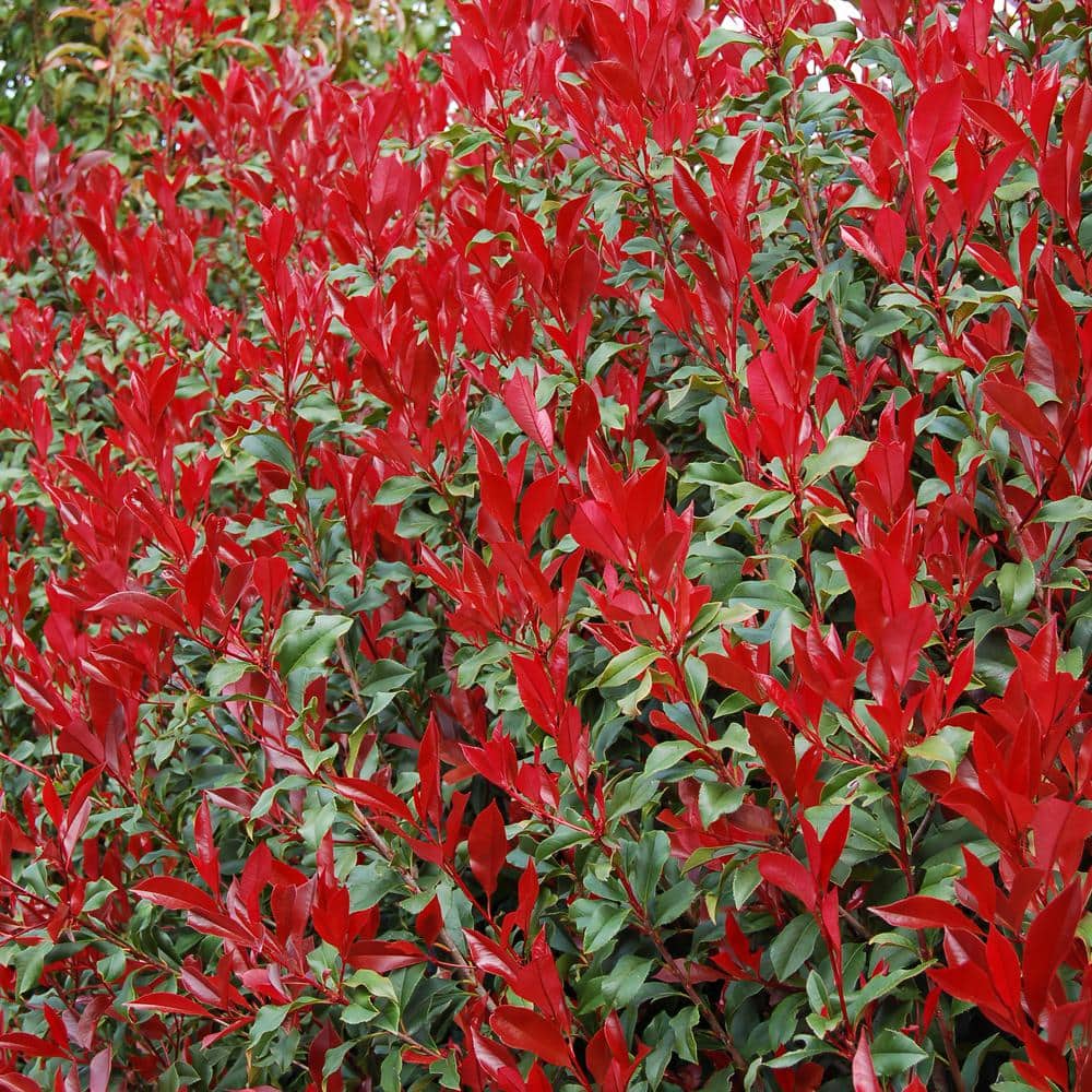 2.25 gal. Photinia Dynamo Red Shrub with White Flowers - Hercitys