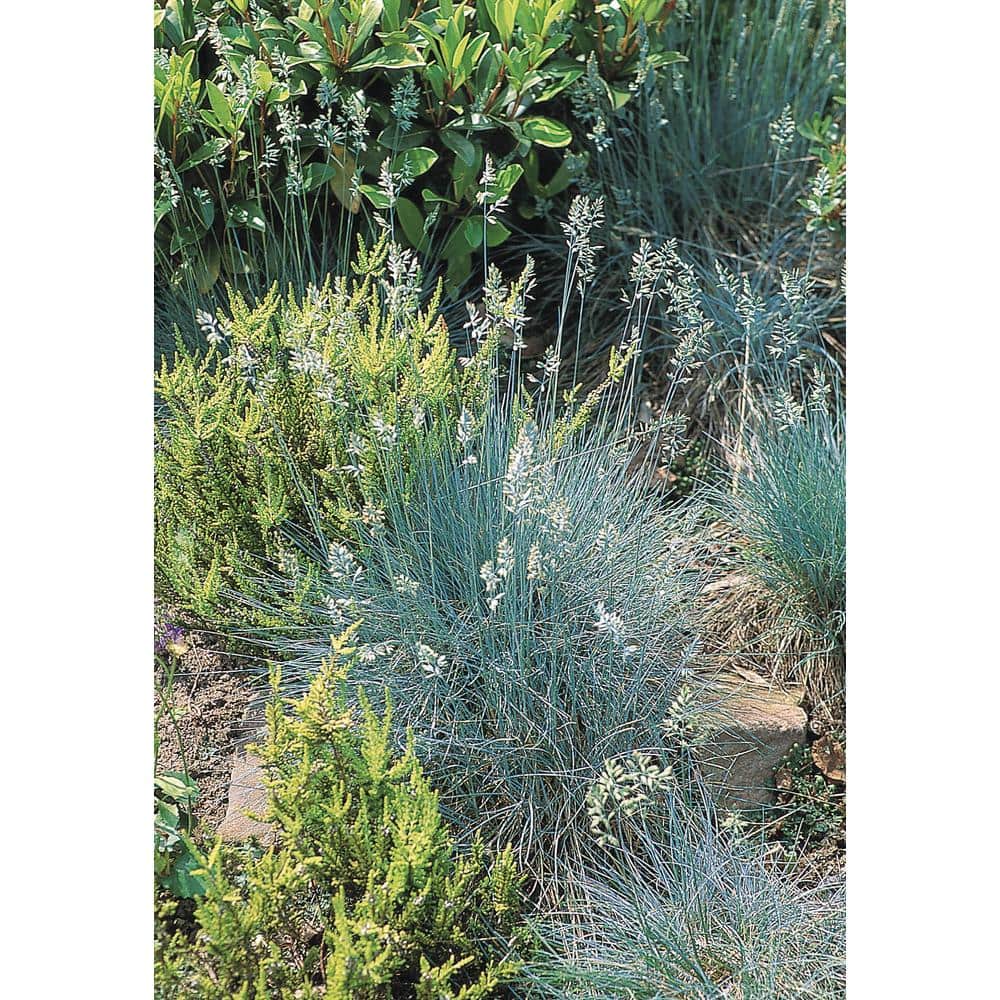 1.0 qt. Blue Grass Festuca Boulder Perennial (4-Pack) - Hercitys