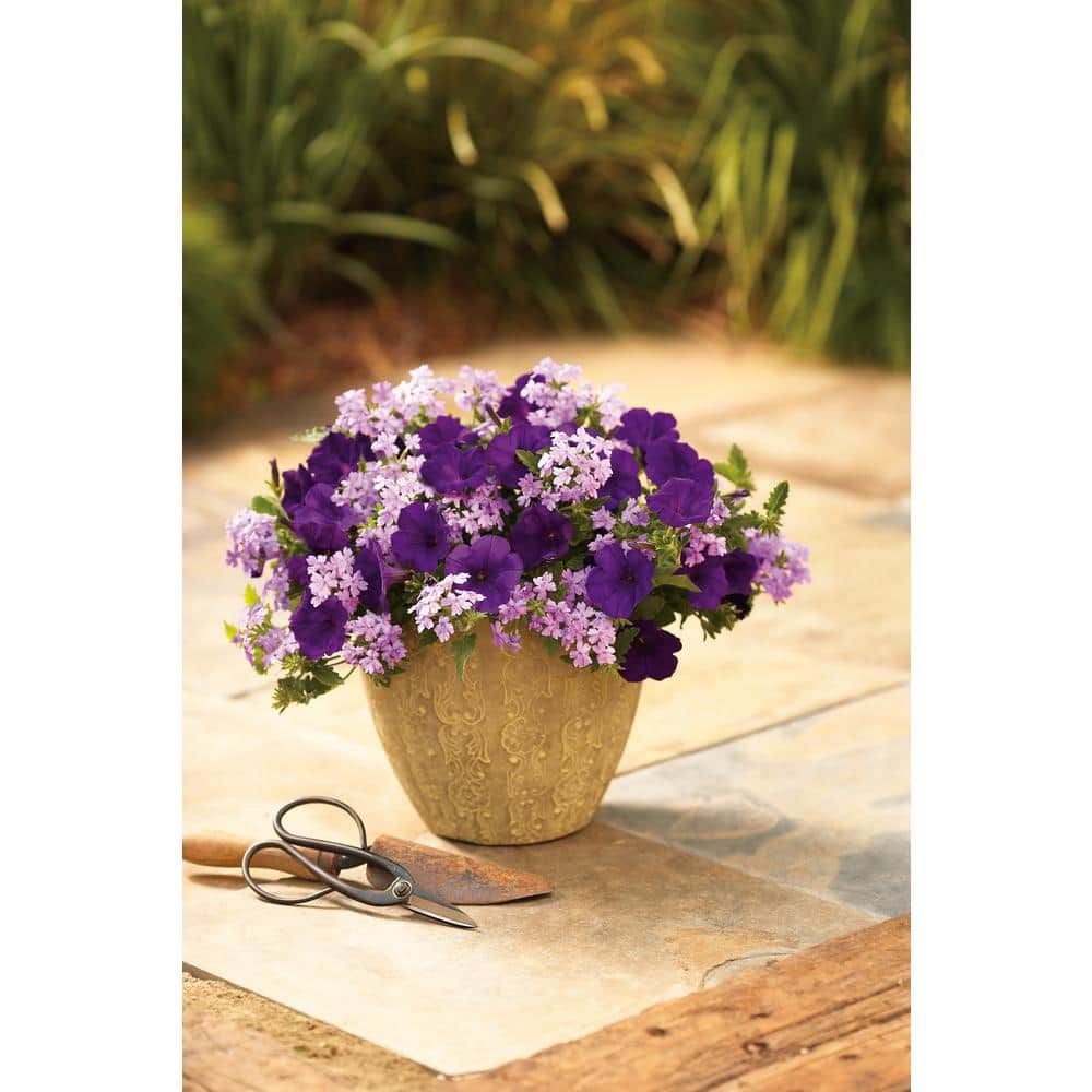 4.25 in. Eco+Grande Supertunia Royal Velvet (Petunia) Live Plant, Purple Flowers (4-Pack) - Hercitys