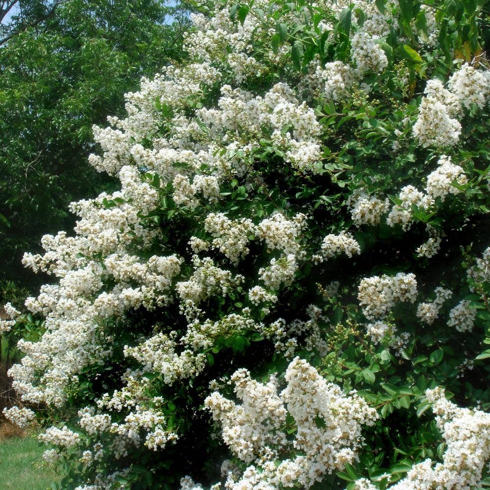 3 gal. Crape Myrtle Natchez Shrub with White Flowers - Hercitys
