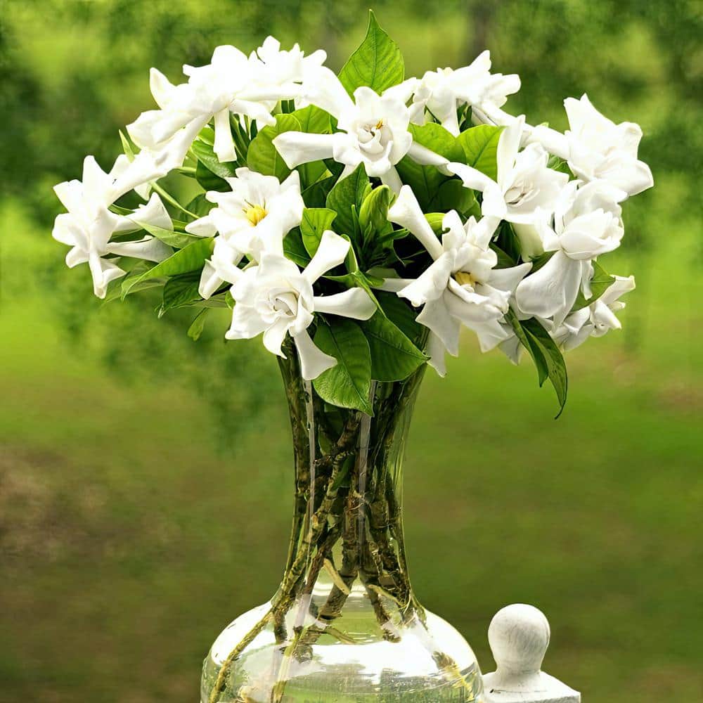 3 gal. Gardenia Aimee Tree - Hercitys