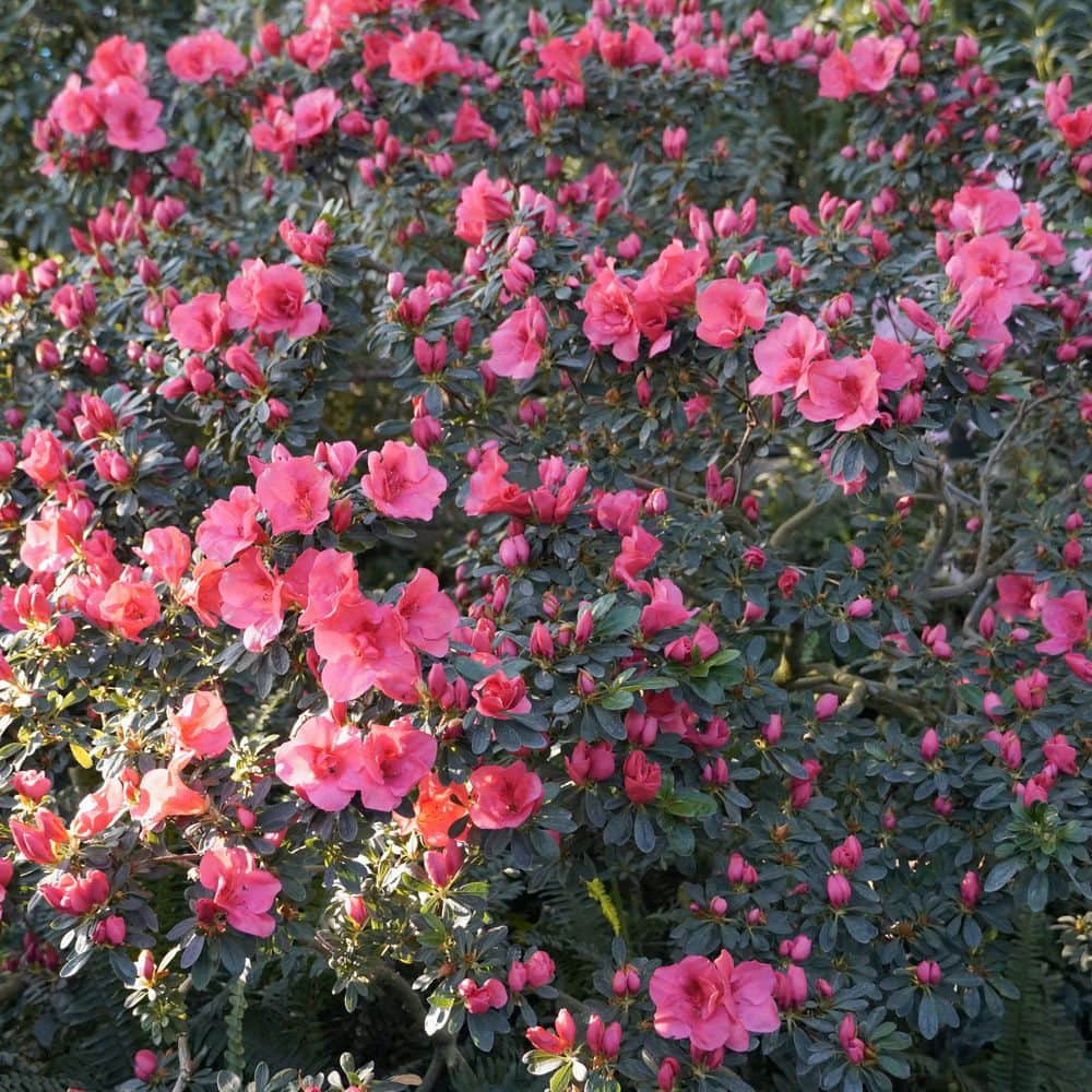 2.5 Quart Azalea ‘Rene Michelle’ Flowering Shrub with Pink Flowers - Hercitys