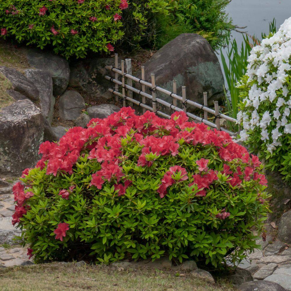 3 gal. Hershey Red Azalea Shrub with Red Flowers - Hercitys