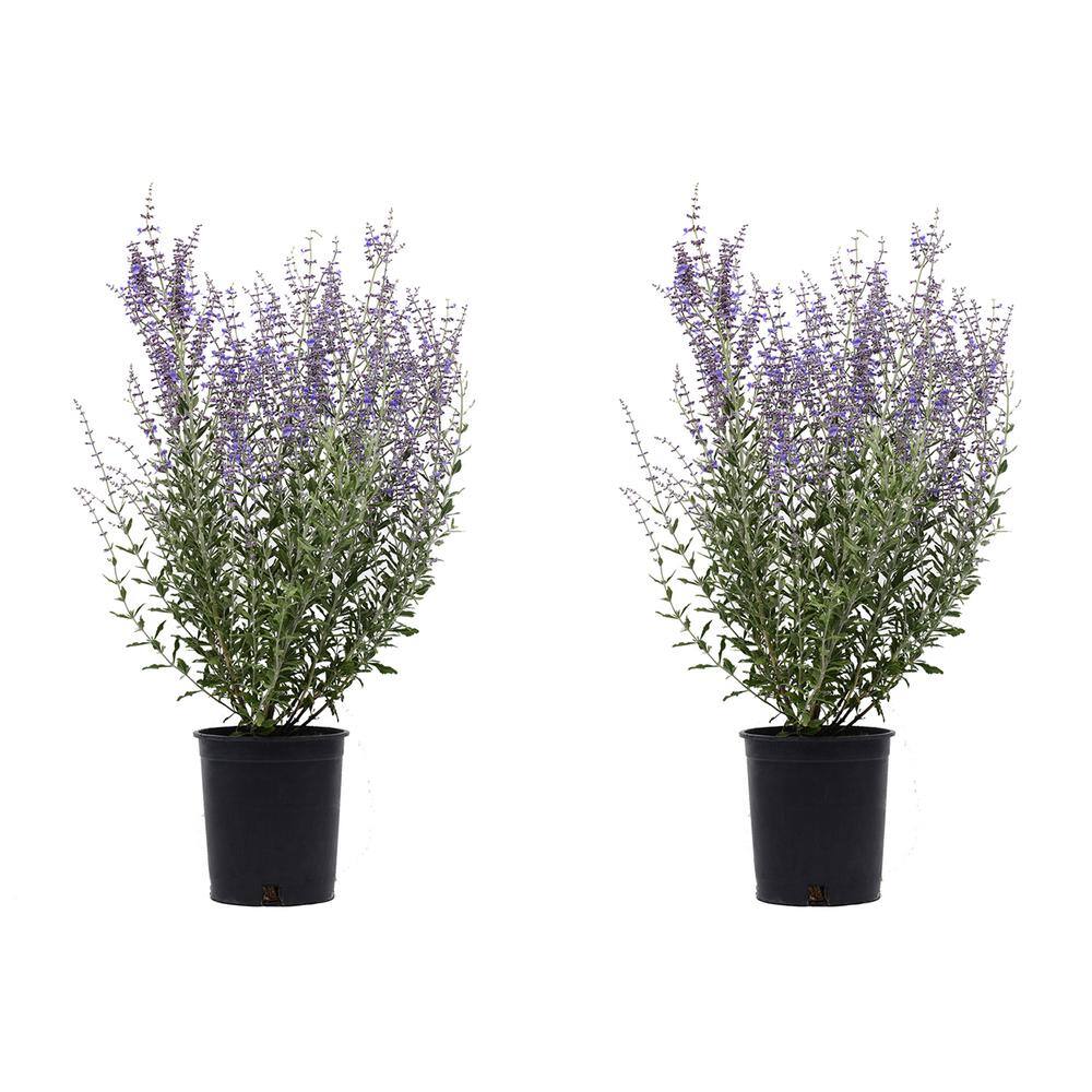 2.5 qt. Perennial Perovskia Atriplicifolia Sage (2-Pack) - Hercitys