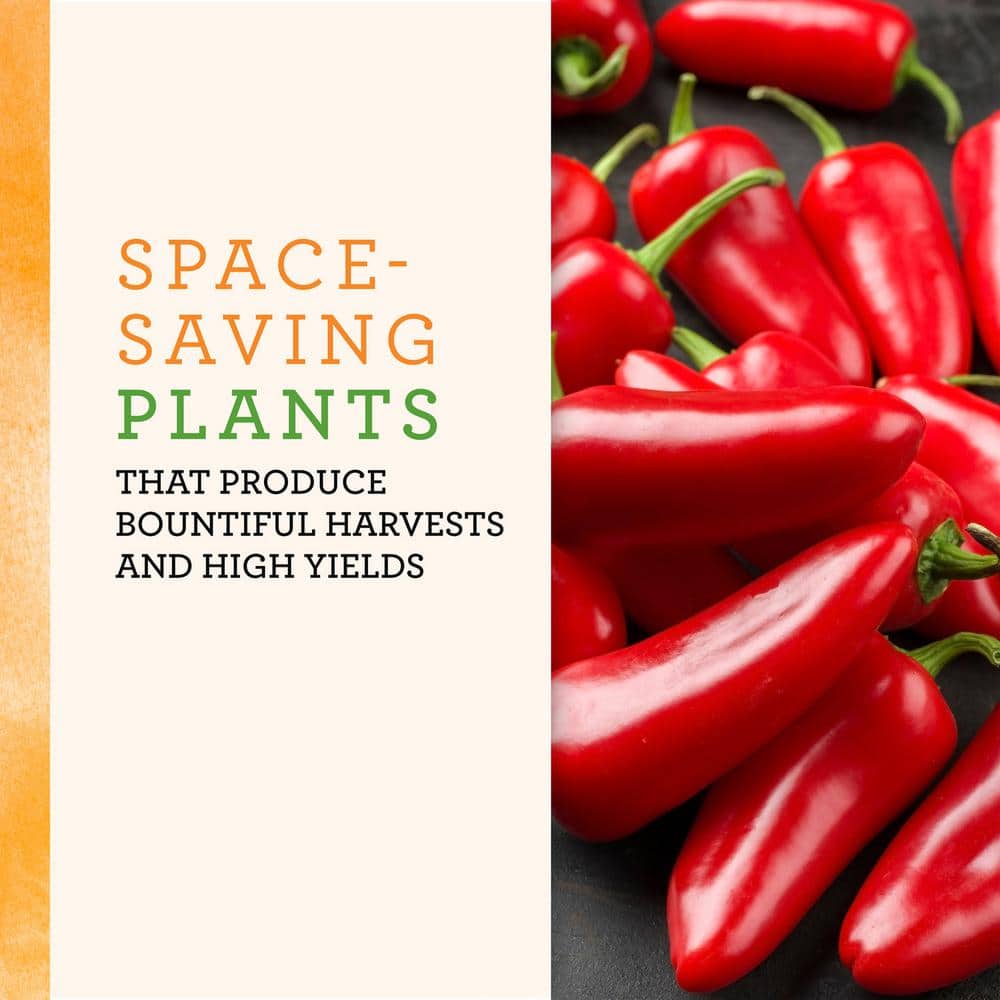 25 oz. Early Flame Jalapeno Hot Pepper Plant (2-Pack) - Hercitys