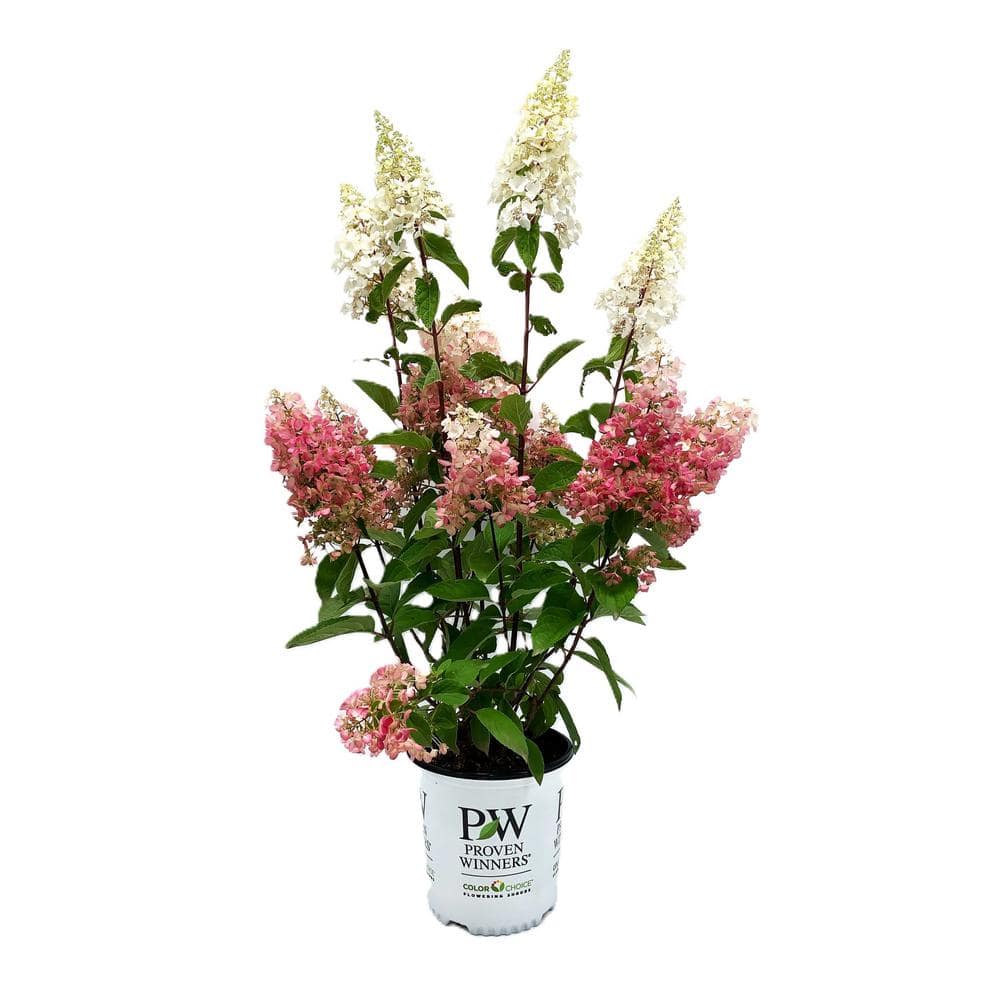 2.0 gal. Pinky Winky Hydrangea (Paniculata) Live Shrub White to Pink Flowers - Hercitys