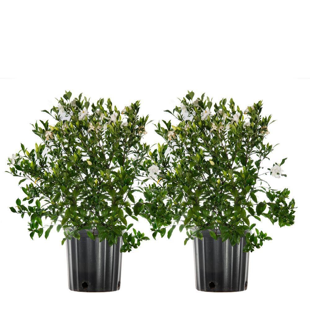 3 Gal. Flowering Fragrant August Beauty Gardenia Shrub (2-Pack) - Hercitys
