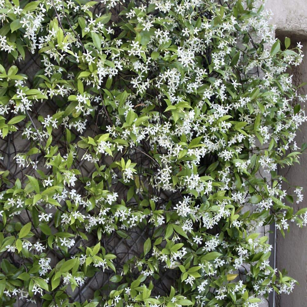2.5 qt. Jasmine Confederate Flowering Shrub with White Flowers - Hercitys
