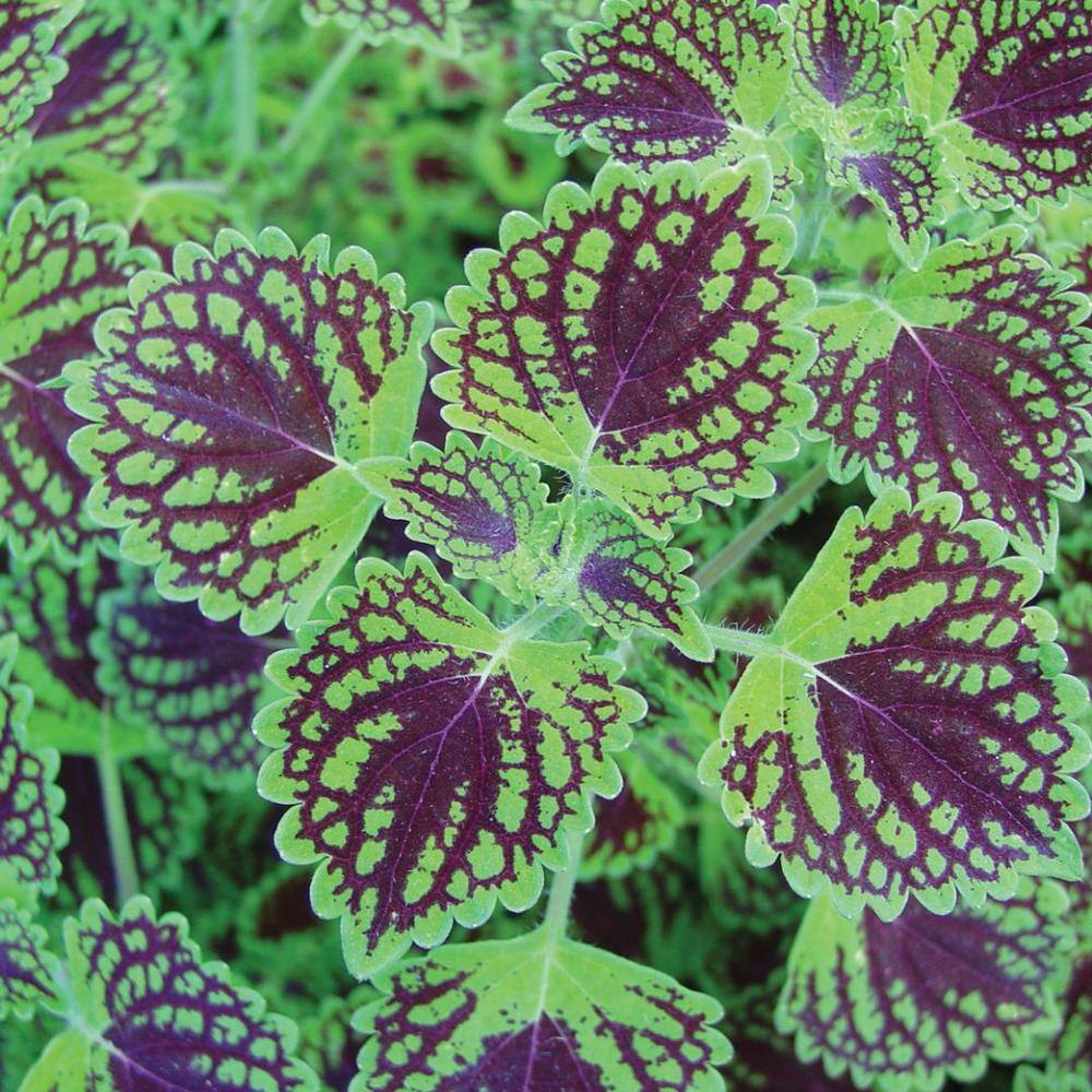 4.25 in. Eco+Grande Proven Selections Chocolate Drop Coleus (Solenostemon) Live Plant, Green and Crimson Foliage 4-Pack - Hercitys