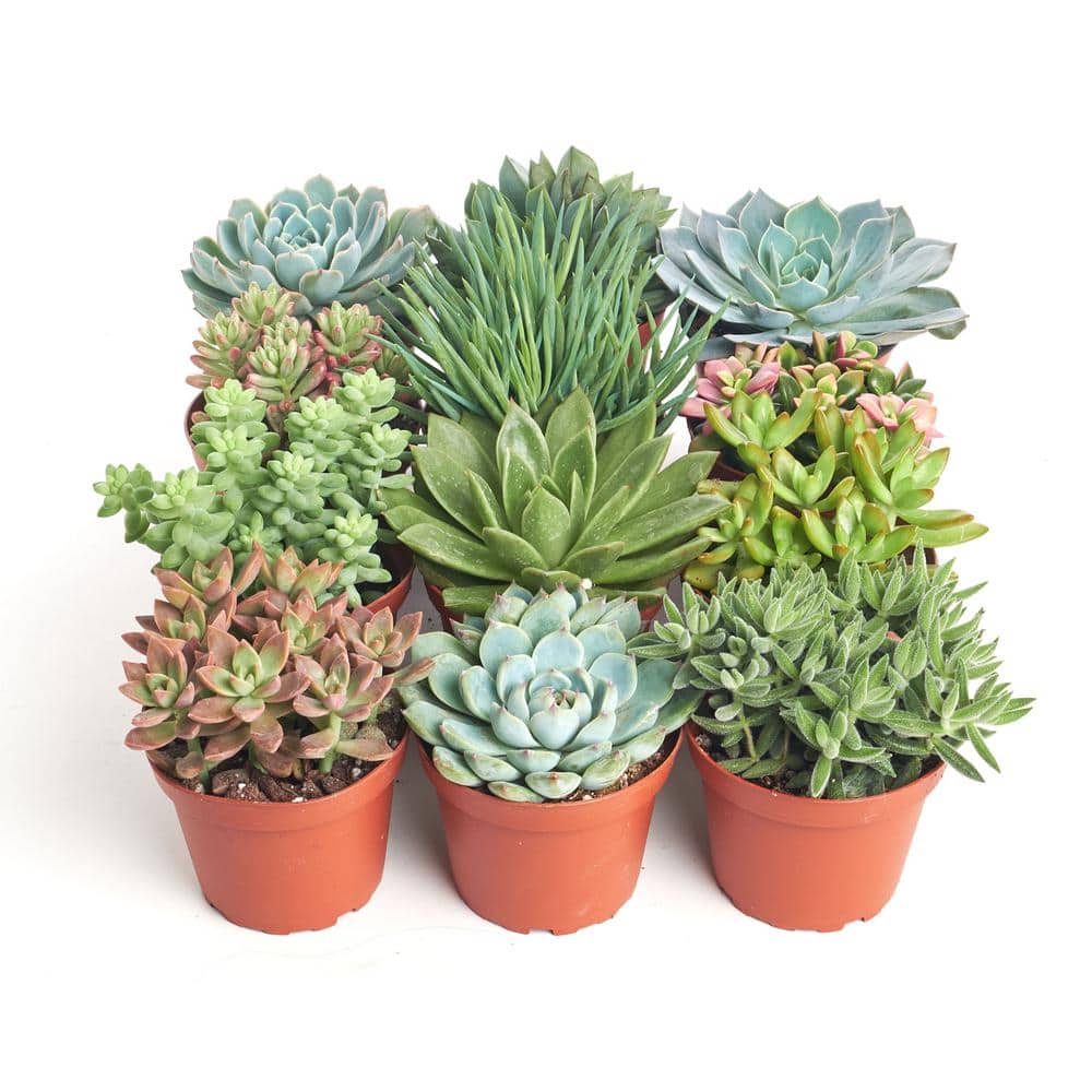 4 in. Assorted Succulent Collection Succulent (Collection of 12) - Hercitys